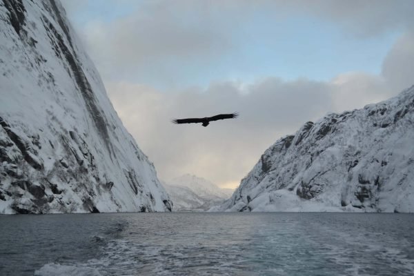 havørn safari trollfjord cruise vinter
